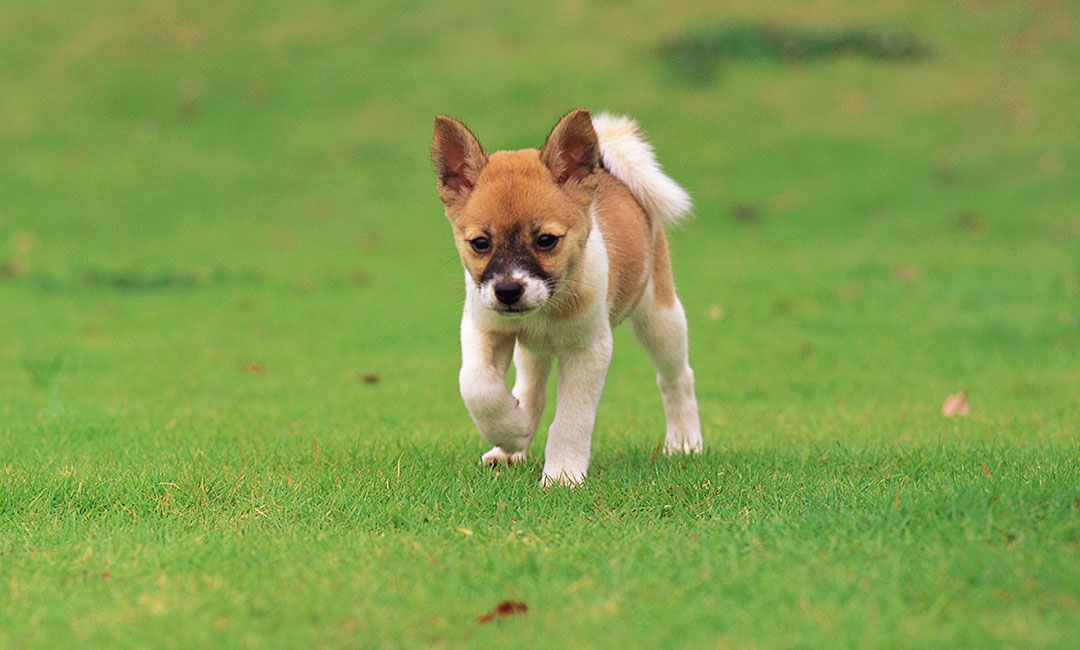 玉树叮叮宠物商业计划书案例
